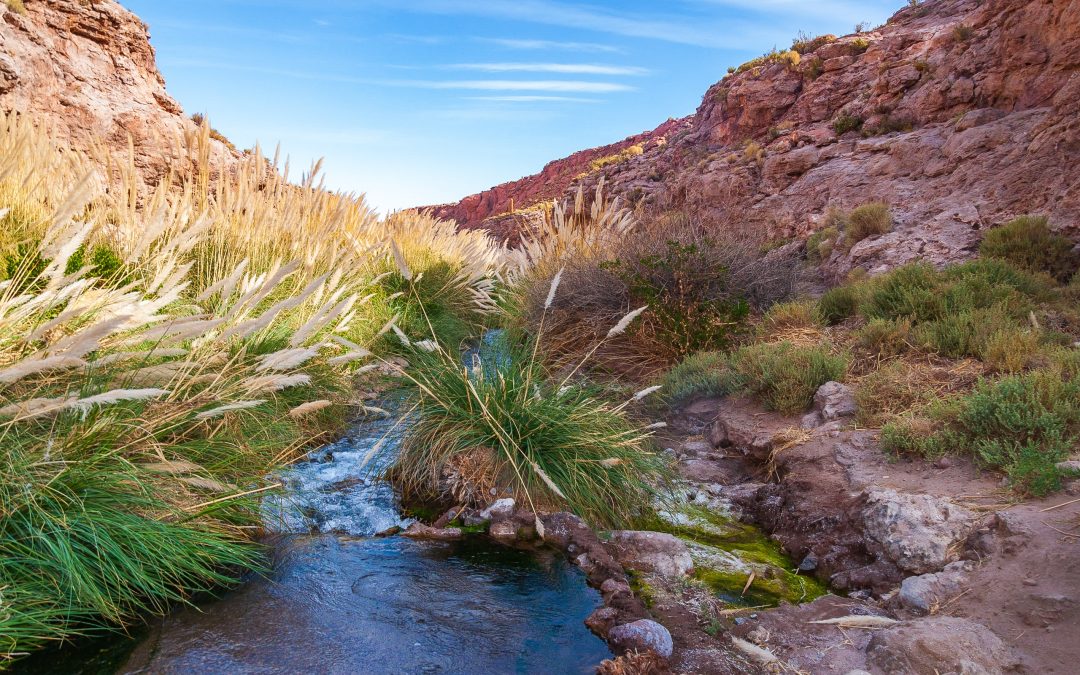 Desert Water Sourcing: Techniques for finding and purifying water.