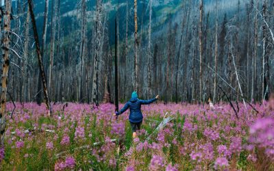 Back to Nature: Rediscovering the Beauty of the Wild